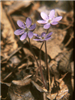 Hepatica Wildflower