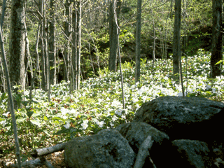 Trillium Wildflowers